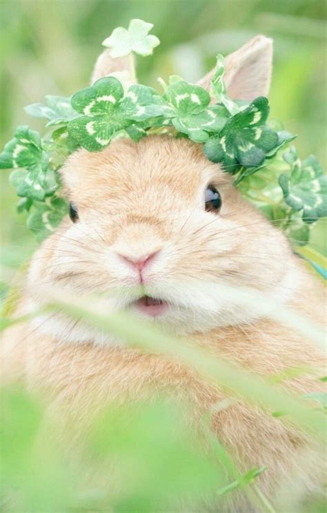 Cute Bunny With Flower In 2020 Cute Bunny Pictures Animals Cute