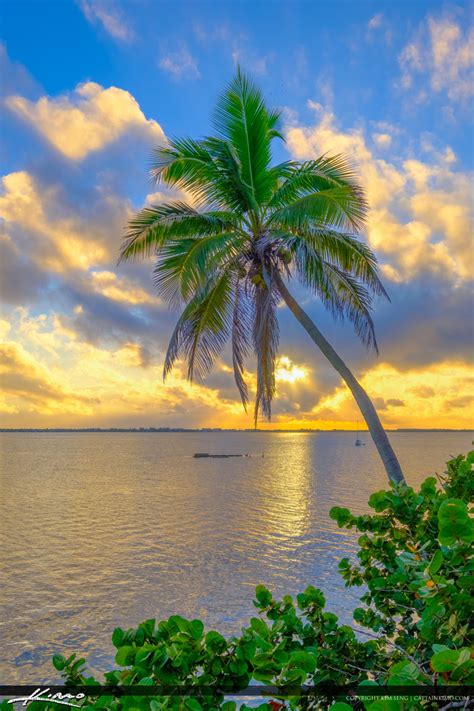 Coconut Palm Tree Over Indian River Jensen Beach Florida Sunrise