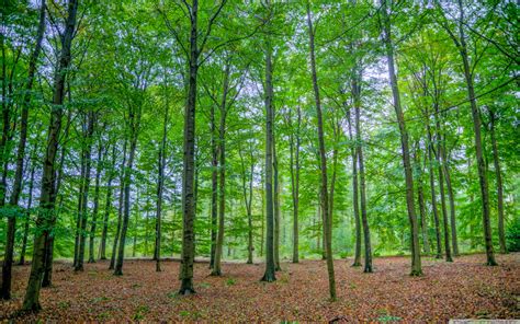 Download Green Deciduous Forest Ultrahd Wallpaper Wallpapers Printed