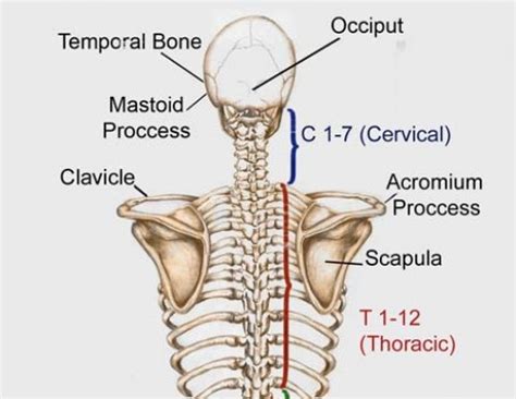The back muscle anatomy is made up of large and small muscle groups all working harmony to help with those everyday movements. What are the bones called in your neck, shoulder area, and ...