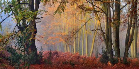 Nature Landscape Fall Mist Forest Colorful Shrubs