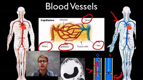 Circulatory System Lessons Blendspace