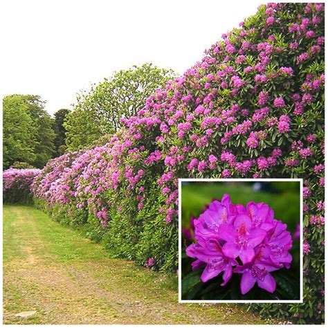 Flowering Hedge Plants Nz Want An Easy Care Hedge Choose These