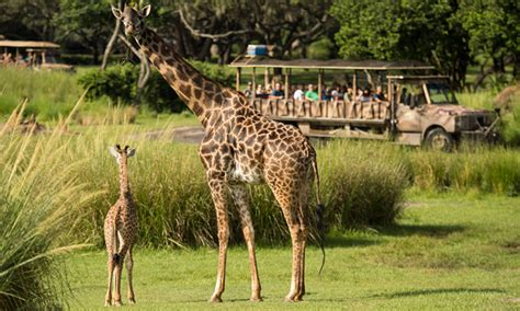 Two Month Old Giraffe Calf Welcomed Into Kilimanjaro Safaris Savanna
