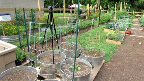 Zucchini Plant Need Trellis You May Need To Move