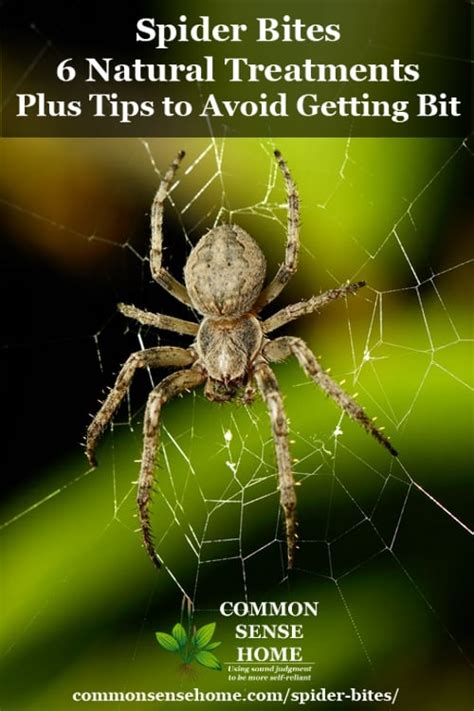 Spider Bites 6 Natural Treatments Tips To Avoid Getting Bit
