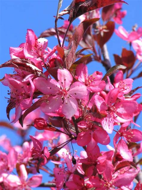 Click here for more information. Royal Raindrops Crabapple - Wilson Nurseries