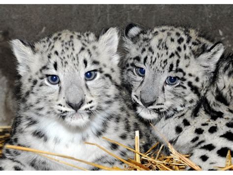 Adorable Snow Leopard Cubs Debut At The Zoo Los Angeles Ca Patch