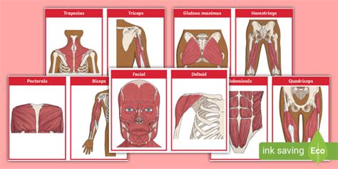 Muscle Flashcards Printable Twinkl Biology Resource