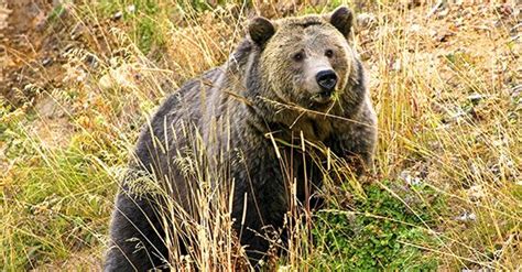 Protect Greater Yellowstone Grizzly Bears Yellowstone Grizzly Bear