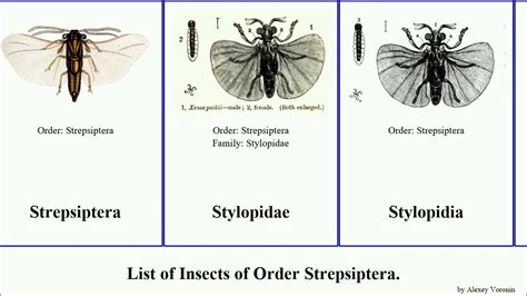 List Of Insects Of Order Strepsiptera Stylops Barberi Elenchus