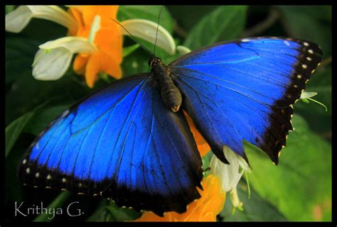 Blue Morpho Butterfly Treasured Trifles And Trifled
