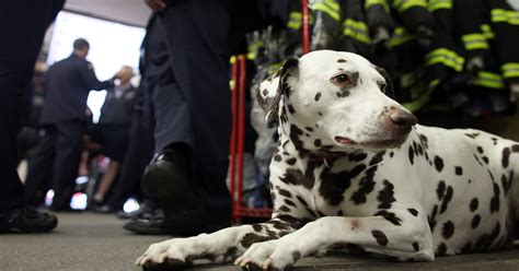 Dog Donated To Fdny After 911 Dies