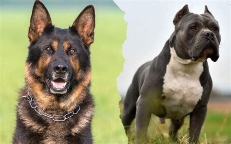 German Shepherd Vs Pit Bull What Are The Main Differences