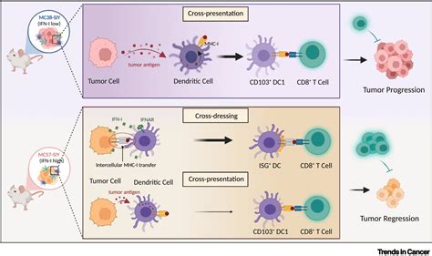 Cross Dressing Of Dendritic Cells Strengthens Antitumor Immunity