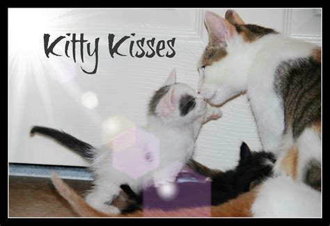 Kitty Kisses Kitty Kisses Kitty Cool Cats