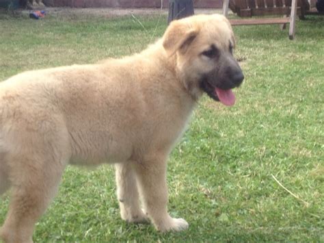 It has wolves as ancestors and still makes an excellent pet they like to stay outside too, so keep this in mind before getting sable gsd. Golden Sable German Shepherd Puppy | Nottingham, Nottinghamshire | Pets4Homes