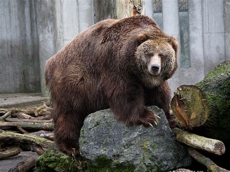 The Kodiak Bear The Largest Bears In The Usa