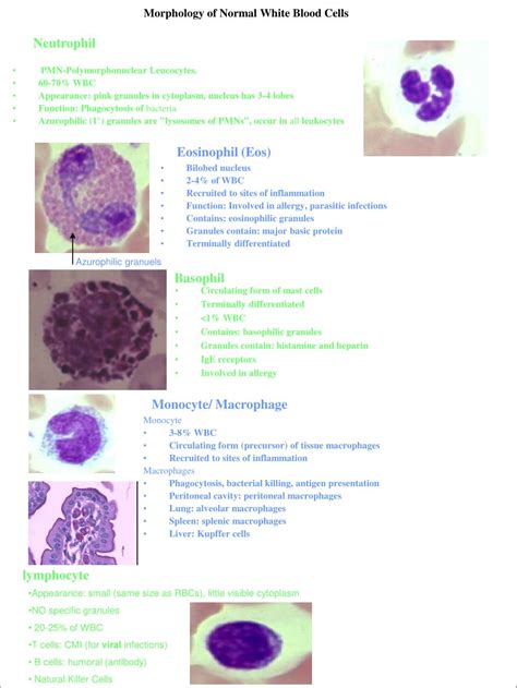 Ppt Morphology Of Normal White Blood Cells Powerpoint Presentation