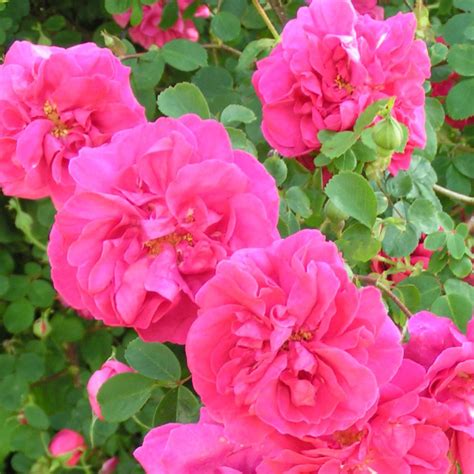 Night Owl Shrub Rose Quality Roses Direct From Grower