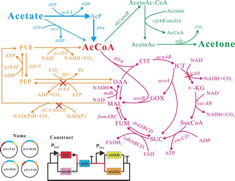Metabolic Engineering Of Escherichia Coli Carrying The Hybrid Acetone Biosynthesis Pathway For