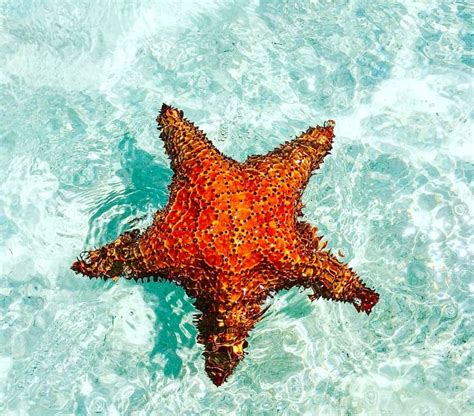 Deep Water Starfish🌊 Snorkel Turksandcaicos Deep Water Turks And