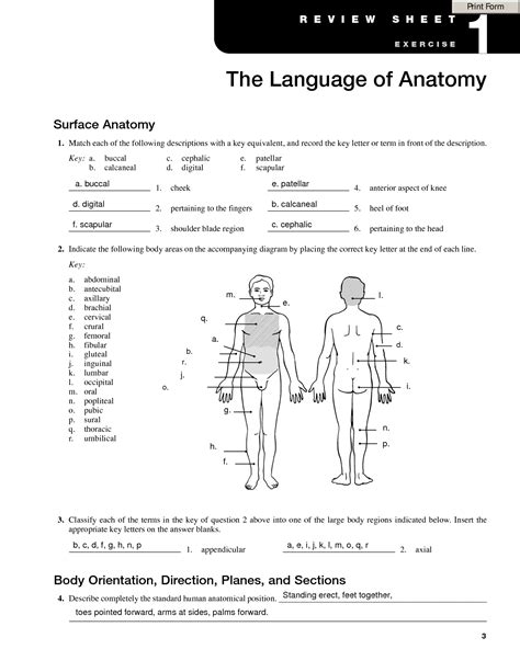 Solution The Language Of Anatomy Worksheet Studypool