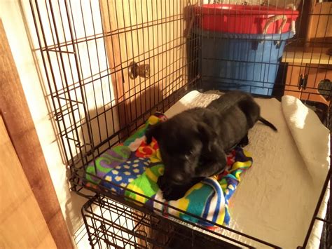 Red Lake Rosies Rescue Daisy Puppy With Rickets