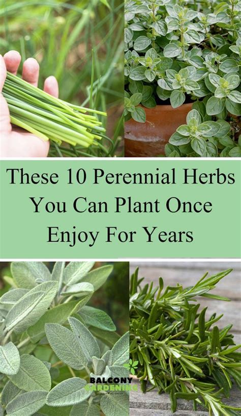 These 10 Perennial Herbs You Can Plant Once Enjoy For Years In 2021