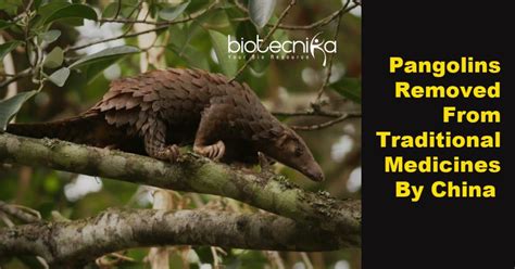 China Removes Pangolin From Traditional Medicine List Traditional
