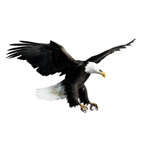 Bald Eagle Hawk Falconiformes Flying Eagle Png Download 25002500