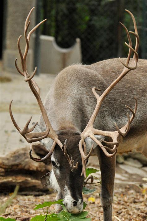 Sep 2015 Fancy Reindeer Antlers 1 By Windfuchs On Deviantart