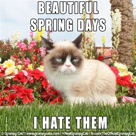 6759 Best 1 Tard Images On Pinterest Grumpy Kitty Kitty Cats And