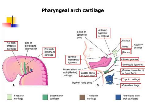 Ppt The Pharyngeal Apparatus Face Nasal Cavities Mouth Powerpoint