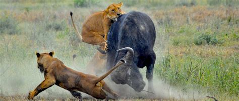 What Eats Lions List Of Lion Predators Fox Publication
