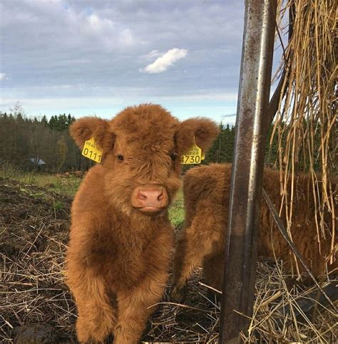 Pin By ˗ˏˋkylieˊˎ˗ On Cows Cute Baby Cow Fluffy Cows Cute Animals