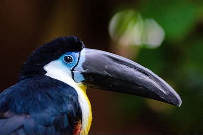 Toucan Channel Billed Wallpapers Toucans Bird Definition