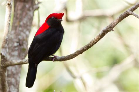 Bolivian president evo morales spoke out 02 february 2017 against a proposed wall by argentina's mauricio macri government alongside its shared northern border with bolivia and paraguay. 4521. Helmeted Manakin (Antilophia galeata) | the cerrado ...