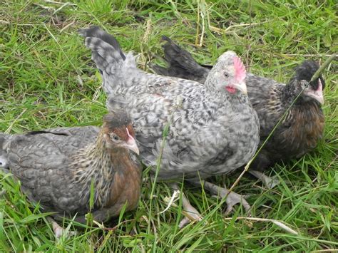 The chicken also has a full breast that runs upwards to a long neck. Crested Cream Legbar point of lay Trio pair chicks ...