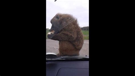 Funny Rude Monkey Baboon Flashes His Privates At Knowsley Safari Park