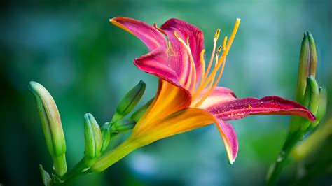 Free Photo Pink And Yellow Lily Flower In Closeup Photo Beautiful