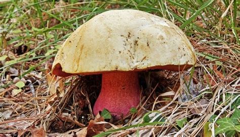 Poisonous Mushrooms List Of 24 Toxic Varieties To Avoid