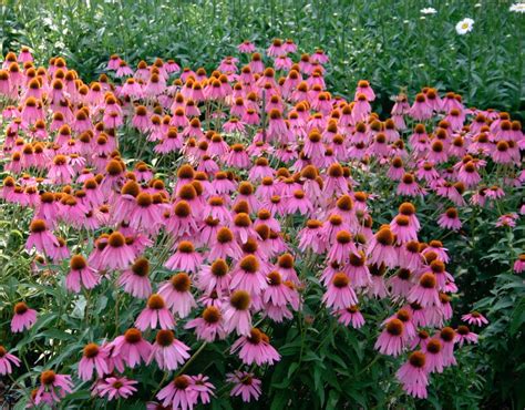 Organic Purple Coneflower Herb Echinacea Purpurea 200 Seeds