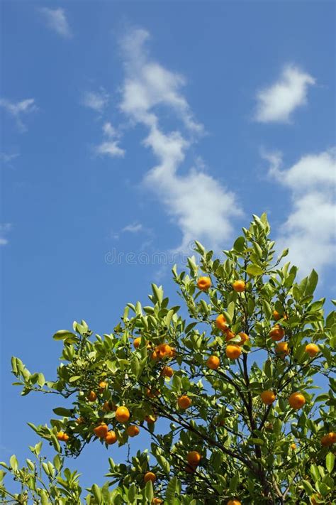 Orange Tree Stock Photo Image Of Tree Flora Oranges 104342038