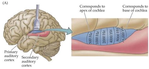 The Auditory Cortex — Brain And Language