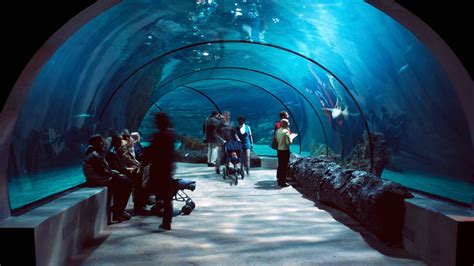 Top Aquarium Du Québec Zoo I Oceanaria 2022 Darmowa Rezygnacja