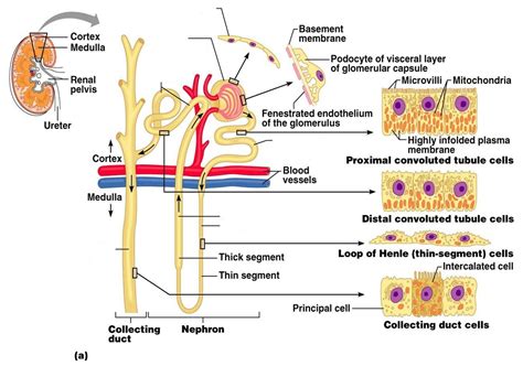 The distal convoluted tubules* (term explain on the page about kidney nephrons). Kidney And Nephron Anatomical Structure Diagram