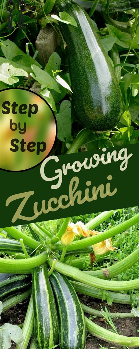 Zuccini are also referred to as courgette, especially in europe. Growing Zucchini: How to Grow Zucchini Step by Step Ideas