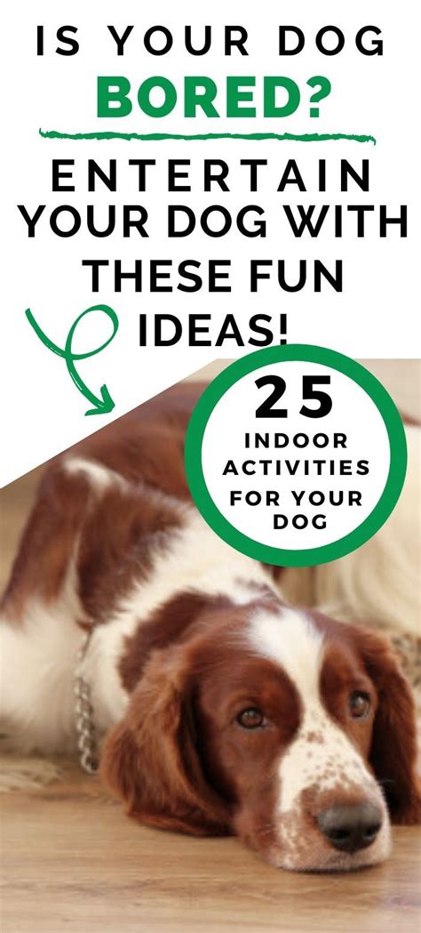 25 Fun Indoor Activities For Dogs Artofit