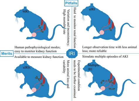 Rodent Models Of Aki Ckd Transition American Journal Of Physiology